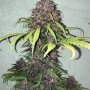 Насіння конопель FASTBERRY Auto від Fast Buds